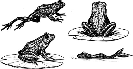 Sketched set of frog silhouettes