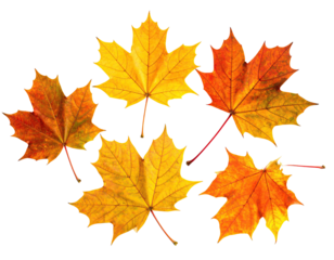 Autumnal maple leaves in vibrant shades of orange and yellow, arranged in a loose cluster against a black background