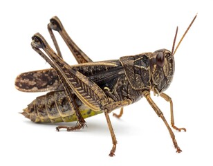 Fototapeta premium Side view of a brown grasshopper