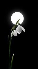 Obraz premium A delicate snowdrop plant illuminated by a brilliant moon, creating a serene and tranquil nighttime scene.