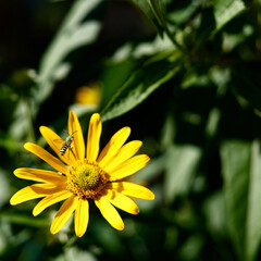 Bee on Yellow Flower in Garden