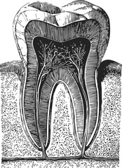 Tooth cross section sketch, hand drawn anatomical structure with roots and pulp — stock vector