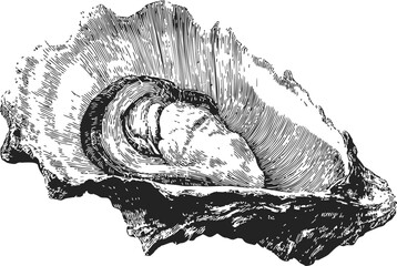 Oyster shell sketch hand drawn detailed seafood illustration — stock vector