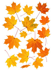 Fototapeta premium Autumn maple leaves, vibrant orange-yellow hues, clustered close together, with thin dark stems