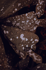 Bright and Colorful Scenery Stunning Visual Art