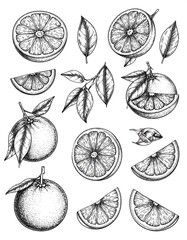 Hand-drawn citrus fruit illustration