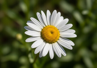 Obraz premium Closeup of a Vibrant White Daisy Flower with a Yellow Center in a Garden.