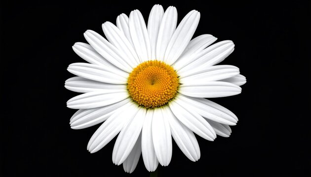 Close-up of a white daisy - Powered by Adobe