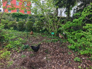 Chickens in garden with green plants and leaves © Mikhail