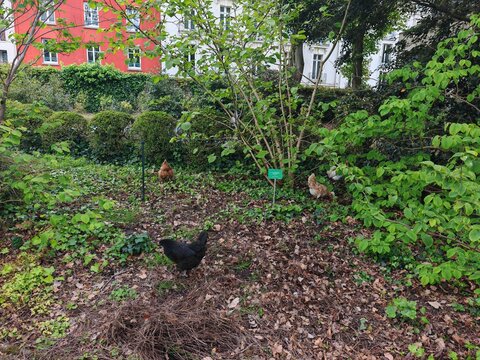 Chickens in garden with green plants and leaves