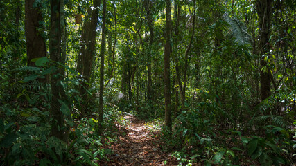 Obraz premium Amazon rainforest in Madre de Dios, near the Tambopata National Reserve, a lush forest full of trees and a path surrounded by biodiversity in the south of Peru