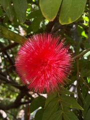 Red Powder Puff Flower Calliandra Bloom with Green Leaves