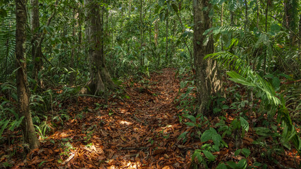 Amazon rainforest in Madre de Dios, near the Tambopata National Reserve, a lush forest full of trees and a path surrounded by biodiversity in the south of Peru