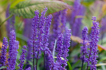 Obraz premium Selective focus of blue Lily turf flower in the garden, Liriope muscari is a species of flowering plant from East Asia, Herbaceous perennial has grass-like evergreen foliage, Nature floral background.