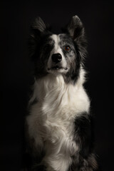 Long-haired merle Border Collie dog with blue eyes, studio portrait on black background, front lighting setup, looking at camera, artistic portrait