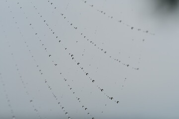 A captivating photo series showcasing intricate spider webs adorned with glistening water droplets, forming delicate, jewel-like patterns that highlight the beauty of nature’s design.
