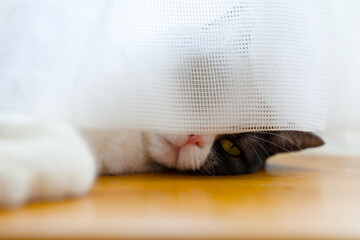 カーテンの隙間から見る猫