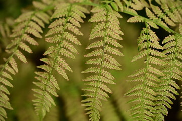 Close up photos of fern, Vancouver Island, BC, Canada
