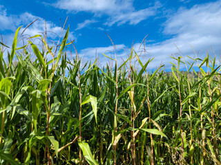 Green maize plants in agriculture