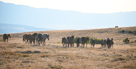 A group of wild horses on a mountain. Wild horses of Livonia. A herd of horses.