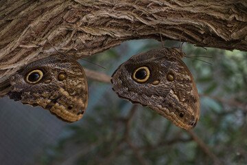 Close-up of two brown butterfly with eye-like patterns on its wings, perched on a tree in a tropical environment