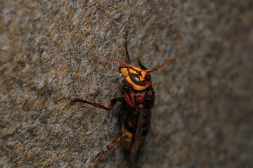 vespa crabro hornet macro photo	
