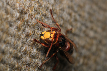 vespa crabro hornet macro photo	