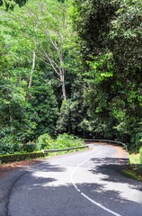 Winding road through lush tropical forest