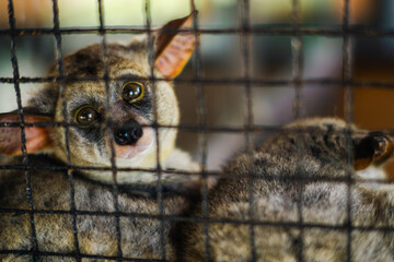 Close-up of a lesser bushbaby (galago) in a zoo, small nocturnal primate with large eyes and soft fur.
