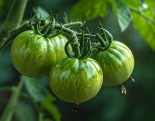 Green tomatoes ripening on the vine, showcasing their unique striped pattern