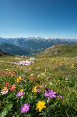 Alpine meadow with wildflowers and snowy peaks