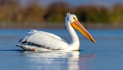 Majestic white bird floats serenely on calm water