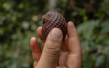 A hand holding aguaje or buriti, the fruit of the palm tree Mauritia flexuosa, an important Amazonian palm and superfruit used in different food and beauty products