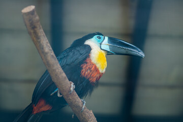 A colorful toucan perched on a branch inside a zoo, showing its large beak and vibrant feathers of black, yellow, red, and blue.