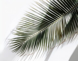Fototapeta premium coconut palm leaf shade overlay with tropical look on white background