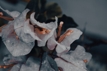 Bright and Colorful Scenery Stunning Visual Art