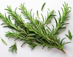 Fototapeta premium herbal rosemary branch for cooking and health design on white background