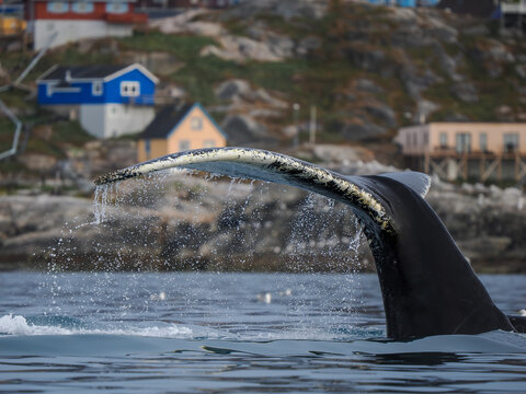 Humpback Whale (Megaptera novaeangliae) Tail or Fluke Rising Out of the Water with Droplets, with a Colorful Arctic Village (Possibly Greenland) in the Background
