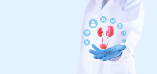 Urologist holding an anatomical model of the female urinary system. Concepts of urinary health,...