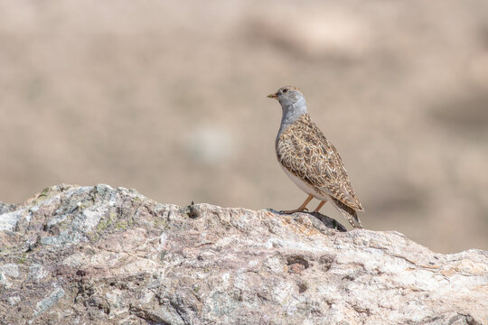 perdiz perched on branch