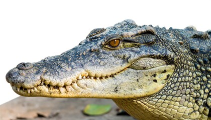 Fototapeta premium Close-up of crocodile's head, scales and eye