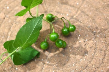 Solanum lyratum flowers and berries. Solanaceae vine. Poisonous plant. White, recurved flowers bloom in summer and spherical berries ripen to red in autumn.

