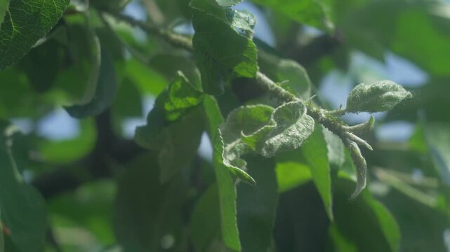 The sight of aphid insects on an apple tree's leaves and stems can indicate an infestation. These tiny pests can cause damage to the tree by feeding on its sap and spreading diseases