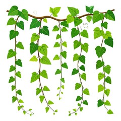 Hanging ivy illustration