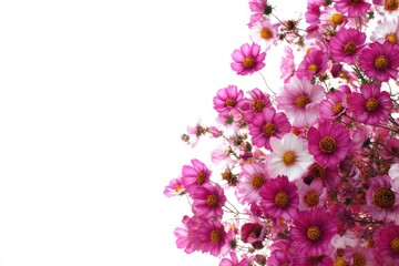 Obraz premium Close-up of a bouquet of pink and white cosmos flowers.