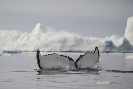 Humpback whale tail rises from cold Arctic ocean with melting ice and icebergs in the background