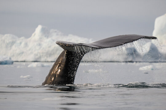 Humpback whale tail rises from cold Arctic ocean with melting ice and icebergs in the background