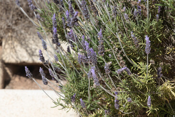 Horizontal photo of green lavender plants with blue flowers