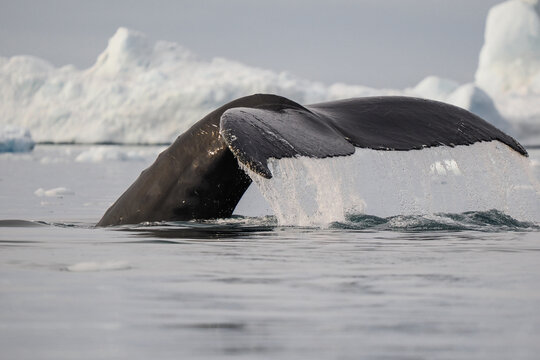 Humpback whale tail rises from cold Arctic ocean with melting ice and icebergs in the background