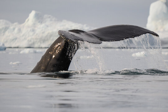 Humpback whale tail rises from cold Arctic ocean with melting ice and icebergs in the background